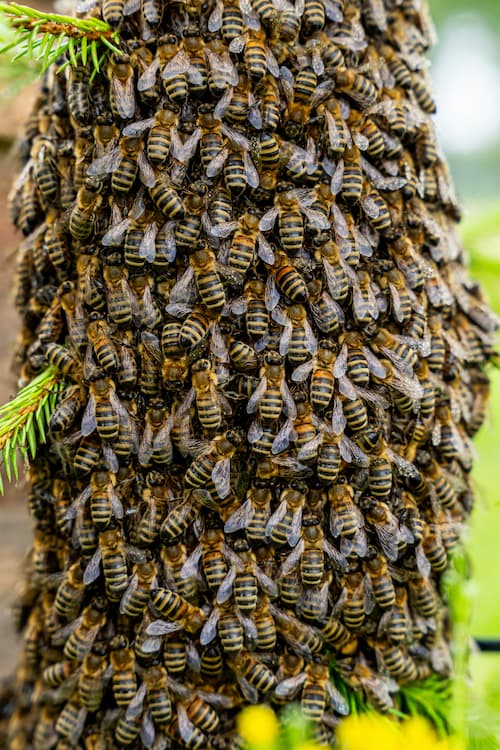 Récupération gratuite d'essaim d'abeilles sauvage en Haute-Garonne